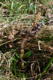 Equisetum arvense