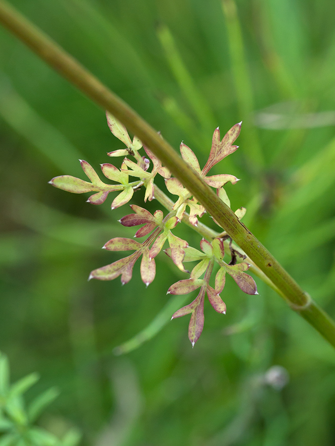 Изображение особи Selinum carvifolia.