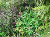 Impatiens glandulifera