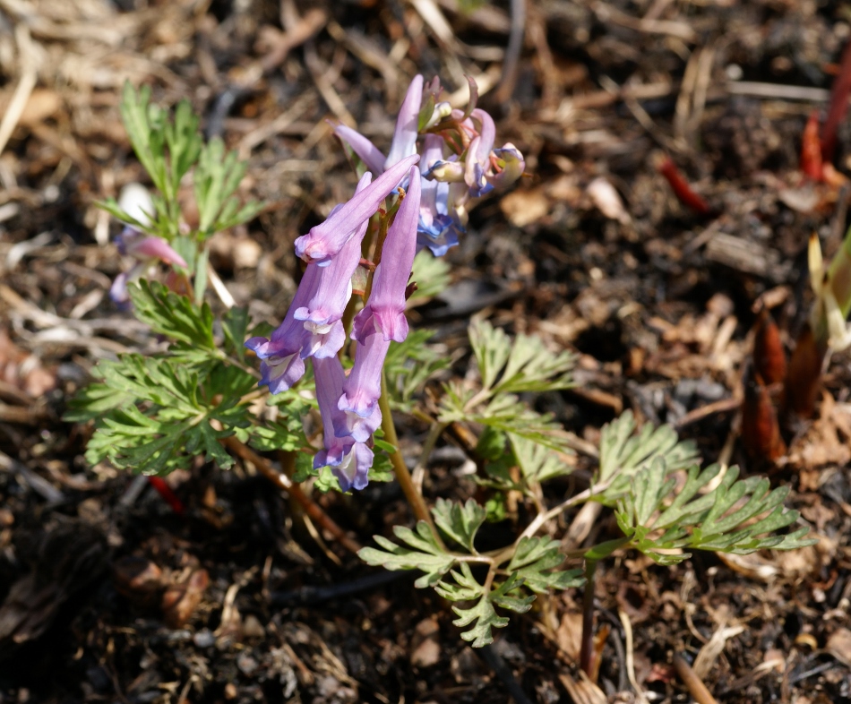 Image of Corydalis fumariifolia specimen.