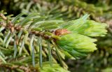 Picea glauca. Верхушка ветки с молодым побегом ('Echiniformis'). Германия, г. Дюссельдорф, Ботанический сад университета. 04.05.2014.