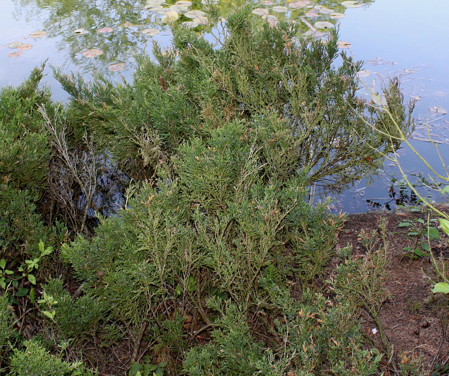 Image of Juniperus sabina specimen.