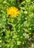 Inula grandiflora