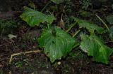 Symplocarpus renifolius. Вегетирующее растение. Приморский край, о. Попова. 23.08.2014.