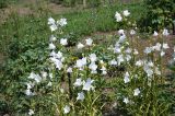 Campanula persicifolia