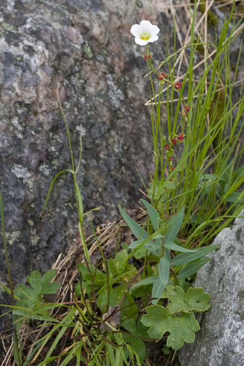 Image of Saxifraga cernua specimen.