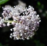 Ceanothus americanus. Соцветие. Краснодарский край, Сочи, Дендрарий. 01.07.2015.