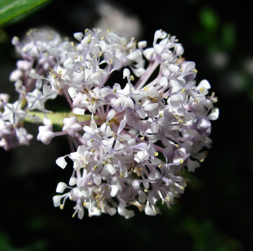 Изображение особи Ceanothus americanus.