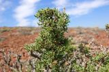 Salsola arbusculiformis