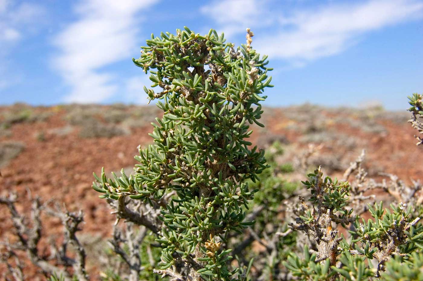 Изображение особи Salsola arbusculiformis.