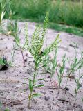 Lepidium densiflorum