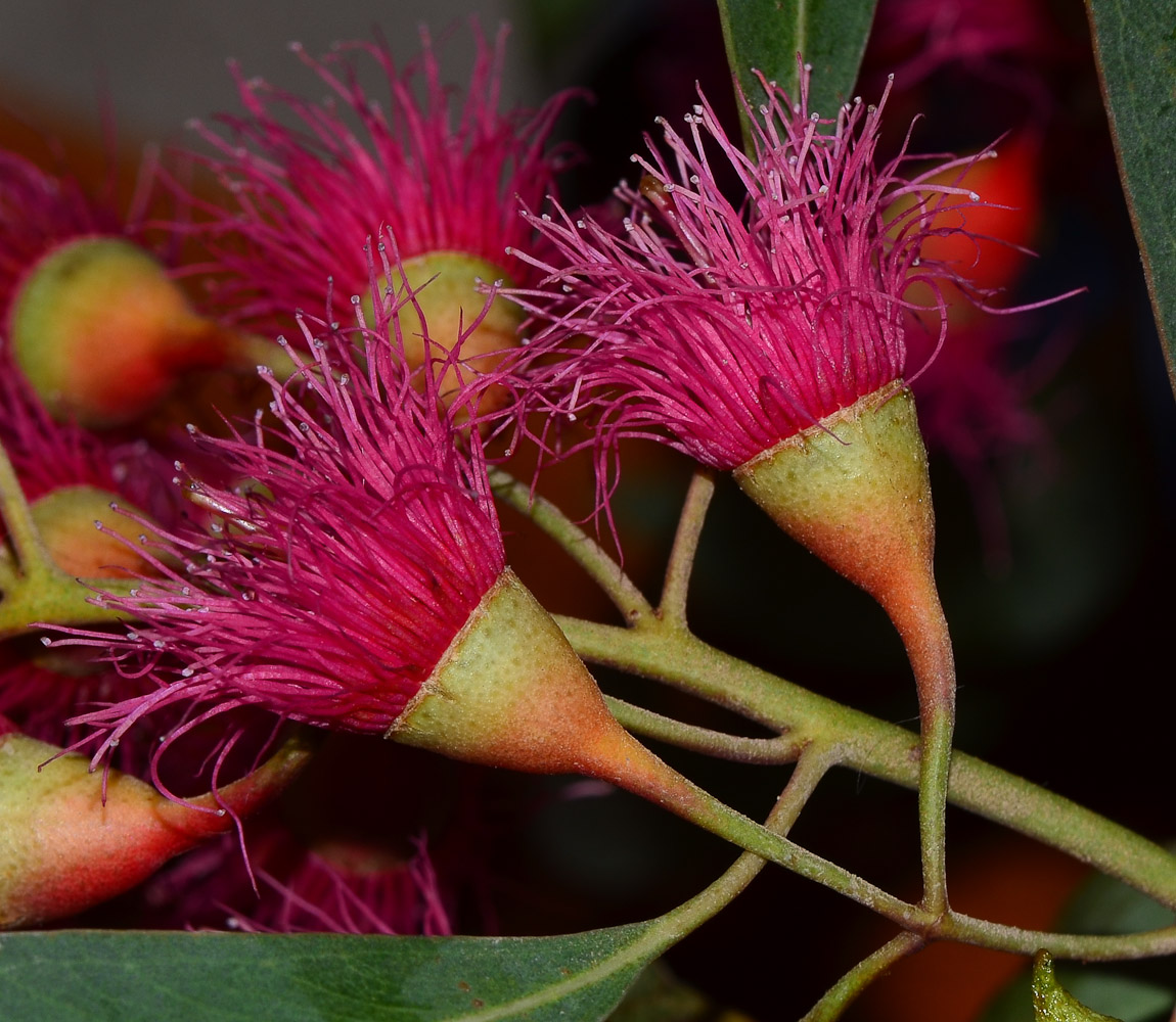 Изображение особи Eucalyptus leucoxylon.