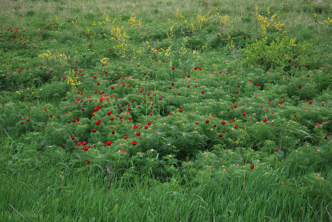 Изображение особи Paeonia tenuifolia.