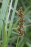 Carex vulpina. Соплодие. Кировская обл., г. Кирово-Чепецк, лесопарк. 26.06.2016.