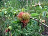 Rosa canina