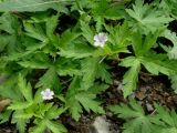 Geranium sibiricum