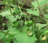 Solanum nigrum подвид schultesii. Побеги с плодами и многочисленными личинками клопов. Краснодарский край, Абинский р-н, ст-ца Холмская, рудеральное место. 30.08.2016.