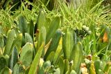Clivia miniata. Верхушки листьев и соплодия. Испания, Андалусия, г. Севилья, озеленение. Август.