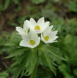 Anemonastrum fasciculatum