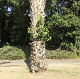 Ficus religiosa