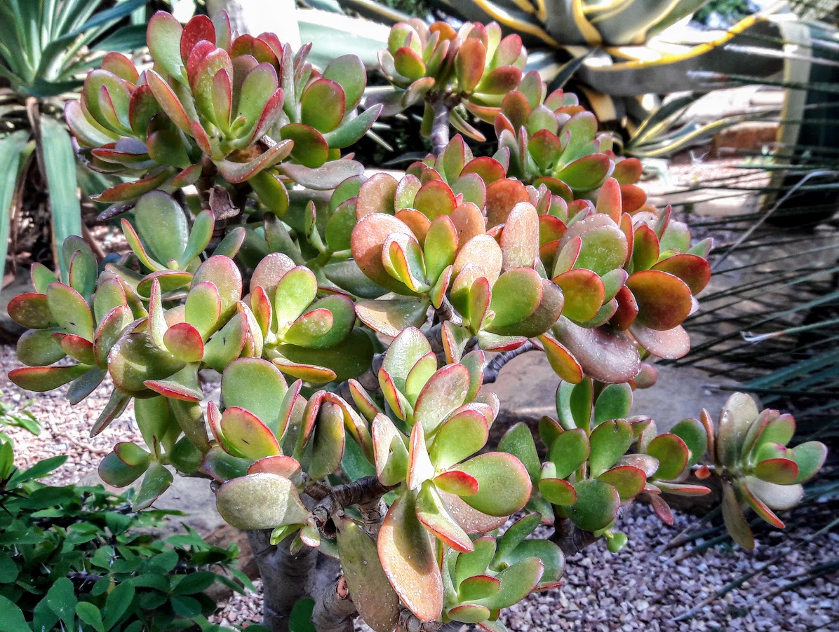 Изображение особи Crassula ovata.