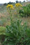 Inula macrophylla