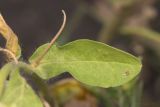 семейство Convolvulaceae. Лист. Саратов, Октябрьское ущелье, в культуре. 28.08.2017.