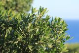 Phillyrea latifolia. Верхушки побегов. Южный берег Крыма, г. Алупка, Воронцовский парк, в культуре. 21 августа 2015 г.