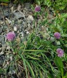 Allium strictum