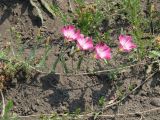 Convolvulus chinensis. Часть побега цветущего растения с кормящимся жуком. Иркутская обл., Черемховский р-н, окр. с. Узкий Луг, обочина грунтовой дороги. 17.06.2017.