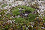 Silene acaulis. Плодоносящее старое растение в окружении Loiseleuria procumbens, Empetrum hermaphroditum, Betula nana и лишайников. Мурманская обл., Кольский р-н, окр. пос. Дальние Зеленцы; окр. Нижнего Экспериментального озера, бровка склона к Ярнышной губе, малоснежная кустарничково-лишайниковая тундра. 03.08.2017.