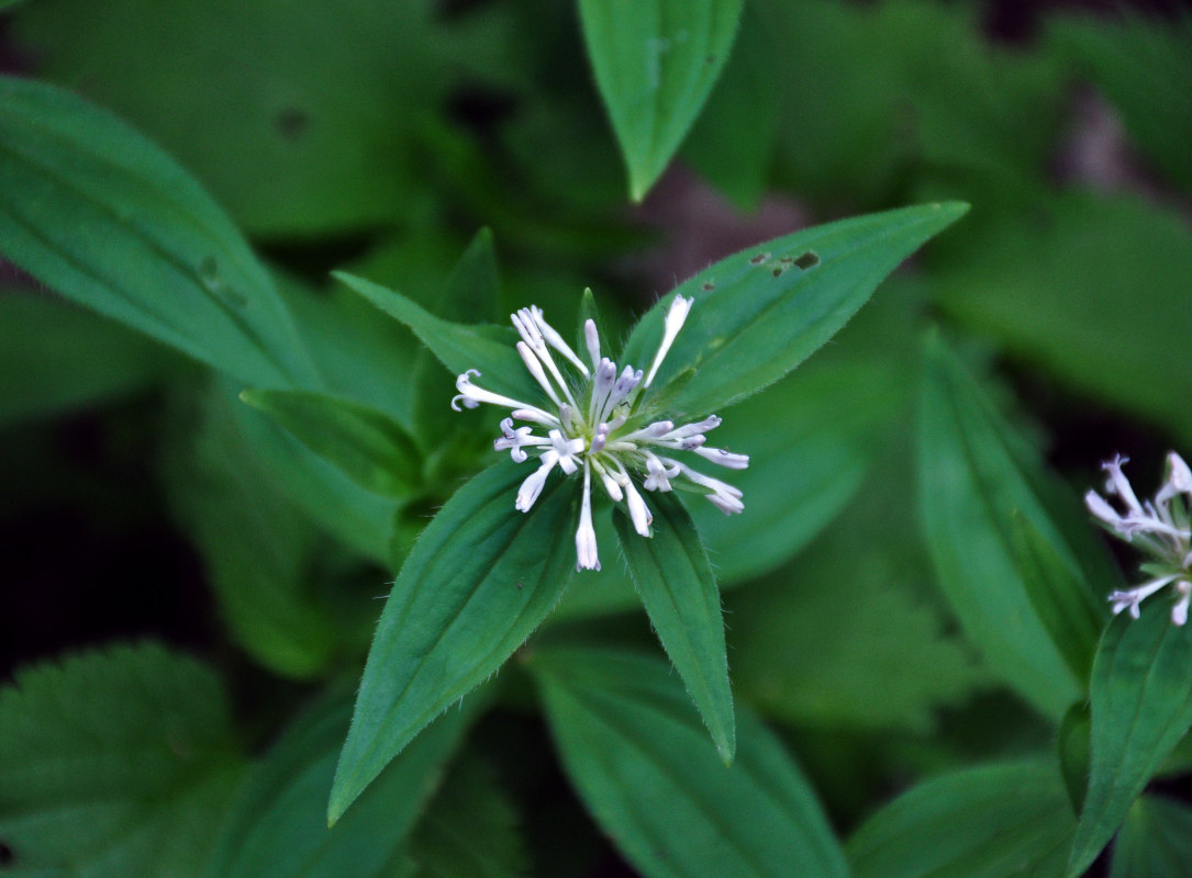 Изображение особи Asperula caucasica.