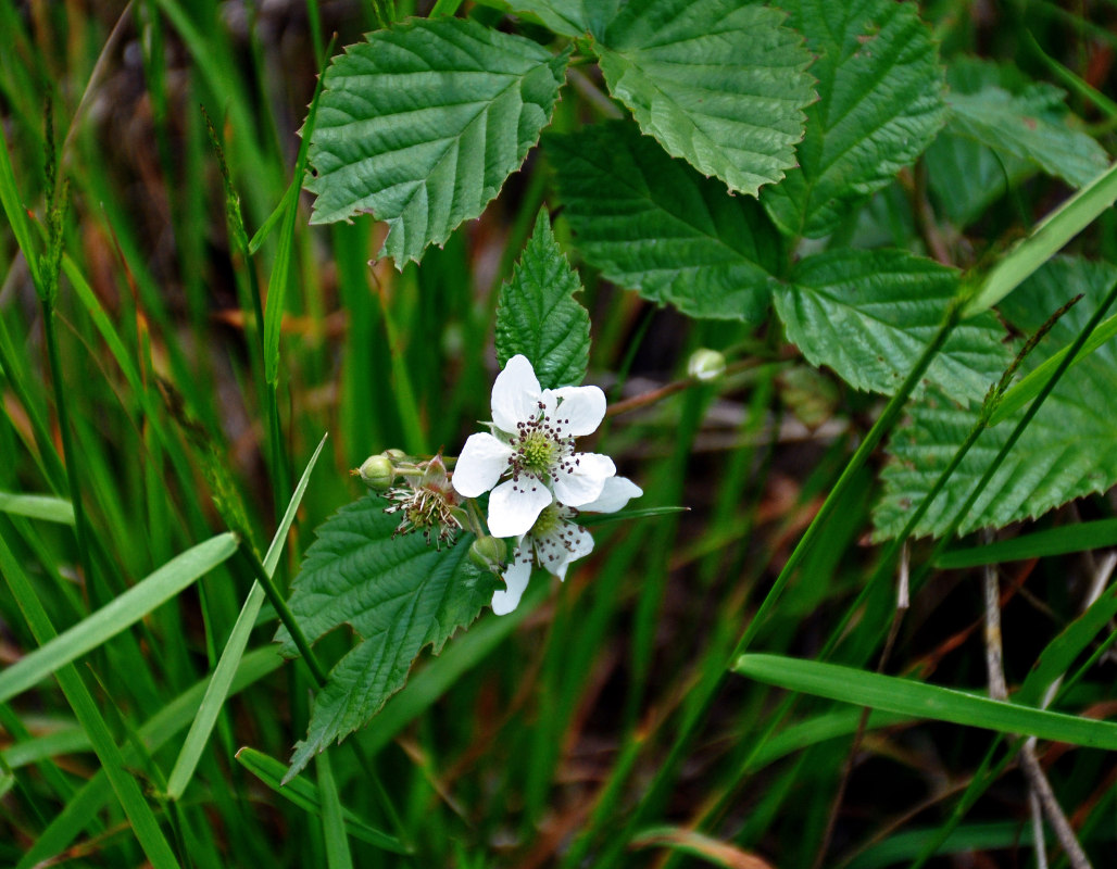 Изображение особи Rubus nessensis.