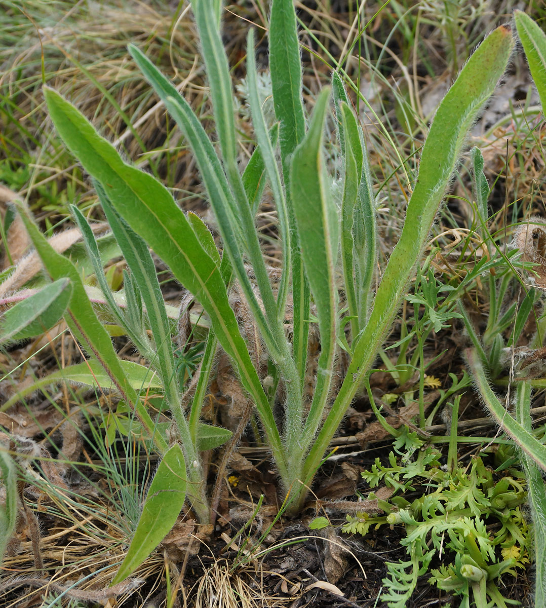 Изображение особи Pilosella procera.