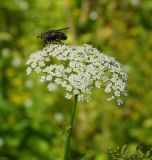 Sium latifolium. Соцветие с кормящейся мухой. Восточный Казахстан, г. Усть-Каменогорск, правый берег р. Иртыш, влажный луг. 30.07.2018.