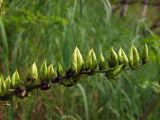 Veratrum oxysepalum. Часть соплодия. Магаданская обл., окр. г. Магадан, побережье бухты Нагаева, Морпортовская сопка, каменноберезняк. 10.08.2017.