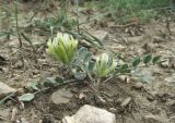 Astragalus calycinus