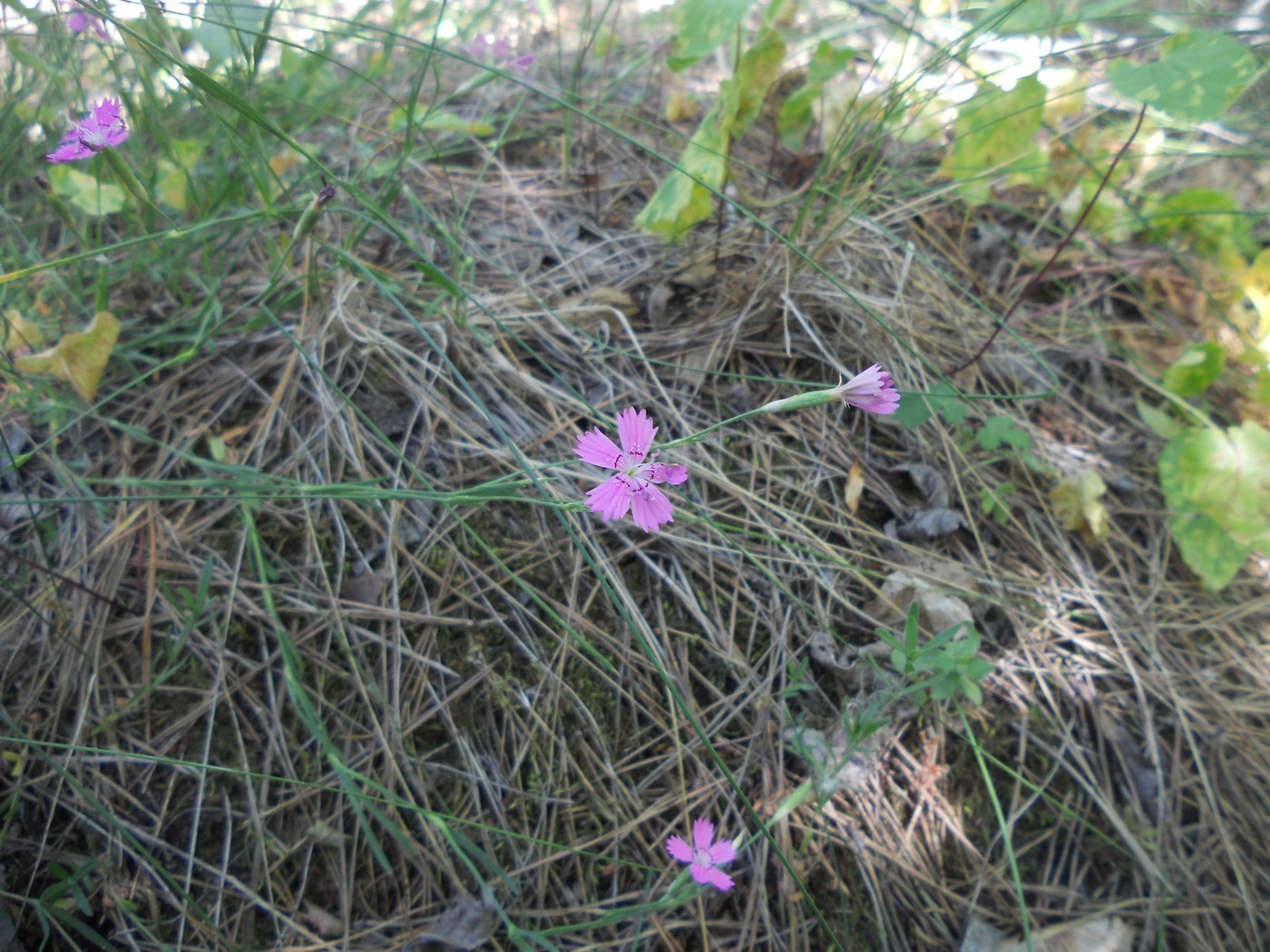 Изображение особи Dianthus campestris.