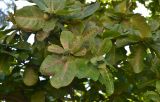 Terminalia catappa. Верхушки ветвей с плодами. Таиланд, муниципалитет Равай, остров Ко Май Пай, прибрежные заросли. 27.09.2019.