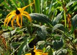 Rudbeckia hirta