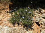 Globularia alypum. Куртина цветущих растений. Испания, Каталония, провинция Барселона, горный массив Монсеррат, горный склон, высота ок. 1000 м н.у.м. Январь.