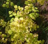 Thalictrum sparsiflorum. Верхушка плодоносящего растения с листьями в осенней окраске. Магаданская обл., г. Магадан, мкр-н Снежная Долина, долина р. Дукча, тополево-чозениевый лес, в сообществе с Rosa amblyotis. 30.08.2020.