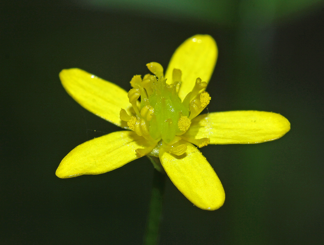 Изображение особи Ranunculus tachiroei.
