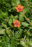 Anagallis arvensis