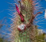 Cleistocactus baumannii