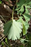 Corydalis solida. Верхний сегмент прикорневого листа (видна абаксиальная поверхность). Беларусь, Витебская обл., пос. Езерище, дендрарий Езерищеского лесничества, бровка склона к озеру, под липами. 05.05.2022.