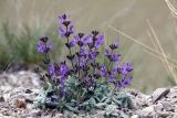 Salvia canescens var. daghestanica