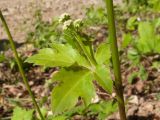 Sanicula europaea. Часть стебля с листом и цветущим боковым побегом. Краснодарский край, Абинский р-н, окр. станицы Шапсугская, опушка дубово-грабового леса. 30.04.2016.