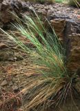 Stipa caucasica