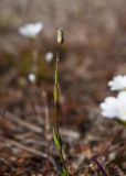 Cerastium glabratum. Побег с бутоном. Мурманская обл., Кольский р-н, сельское поселение Териберка, о. Кильдин, западный берег оз. Могильное, пустырь у дороги. 24.06.2023.